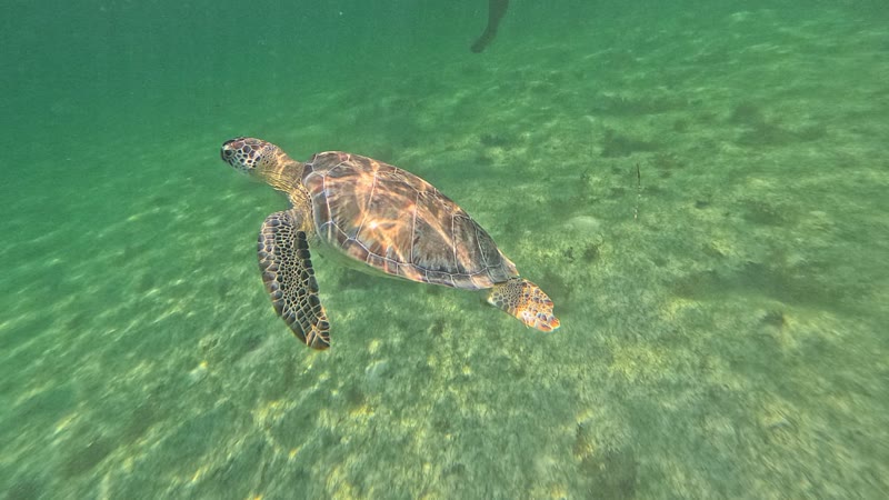 A green sea turtle swimming over the sandy seabed
